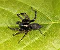 Textrix_denticulata_D8208_Z_89_Bij afgraving_Nederland